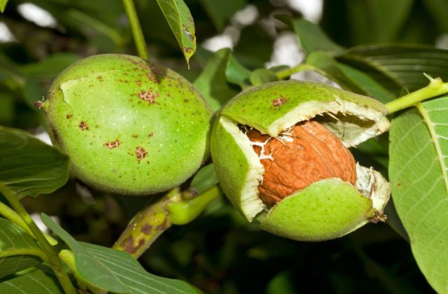 Листья грецкого ореха применяются в народной медицине