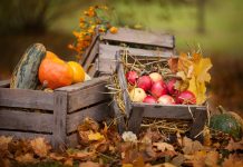 Шпаргалка на сентябрь — важные садово-огородные дела
