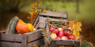 Шпаргалка на сентябрь — важные садово-огородные дела