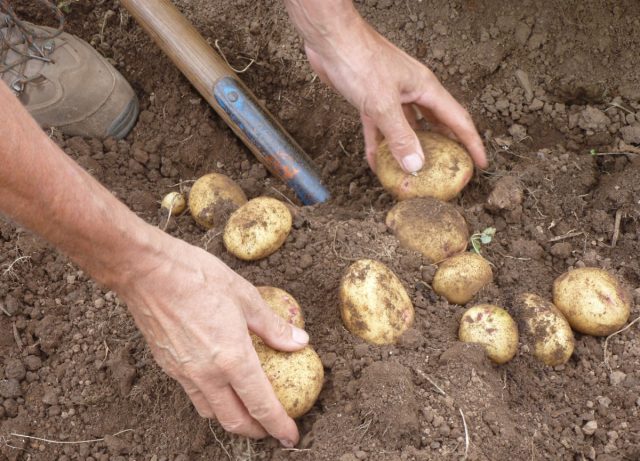 В сентябре по важности первое место занимает выкопка картошки