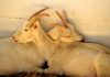 Случка коз: как определить охоту и как случать?
