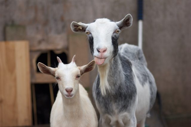 В среднем половая охота у коз длится около 36 часов, периодичность цикла составляет 21 день