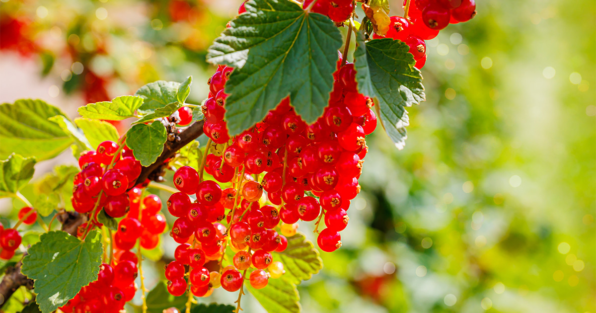 Спасаем кусты смородины — правильная осенняя обрезка ягодника — Ботаничка