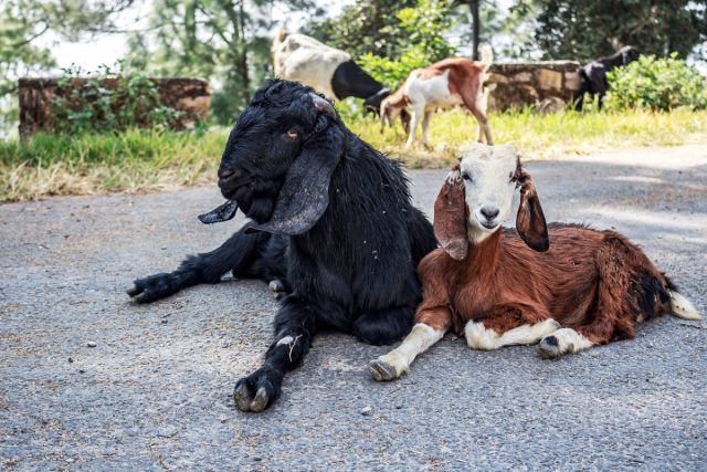 Приводить своих коз в чужое хозяйство может быть небезопасно