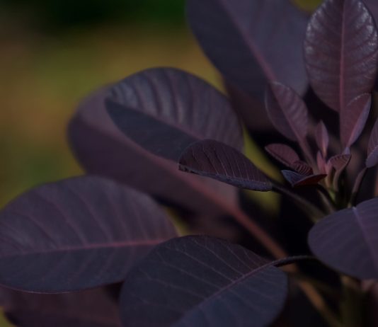Таинственная изюминка в дизайне сада — посадите фиолетовые растения!