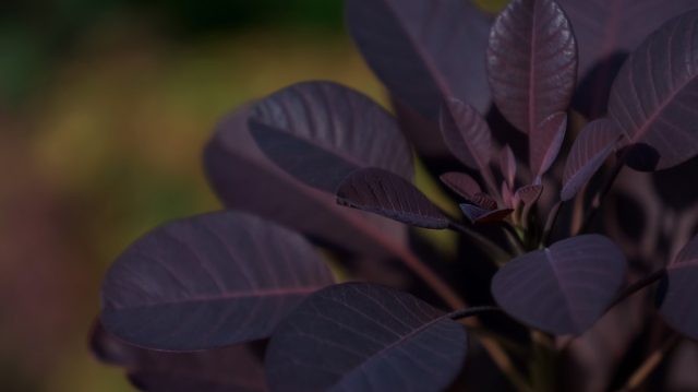 Посадите фиолетовые растения — таинственная изюминка в дизайне сада