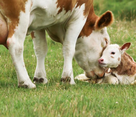 У вас будет теленок — как определить стельную корову без помощи специалиста