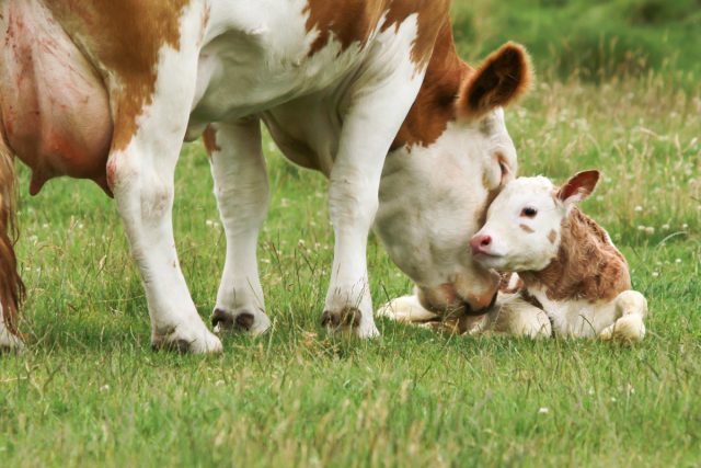 У вас будет теленок — как определить стельную корову без помощи специалиста