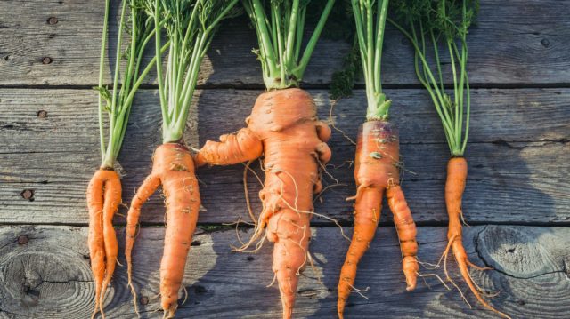 Морковь круче всех удивляет разнообразностью, комичностью форм и даже фигур. На урожай пожаловаться не могу, ей досталась «королевская» грядка: высокая с рыхлой землей, на солнечном месте