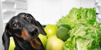 ЗОЖ по-собачьи, или Какие овощи и фрукты можно давать четвероногому другу