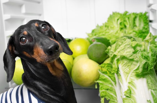 ЗОЖ по-собачьи, или Какие овощи и фрукты можно давать четвероногому другу