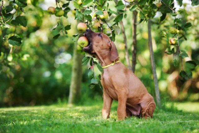 Погрызть морковку или яблоко для собаки станет полезным и вкусным удовольствием