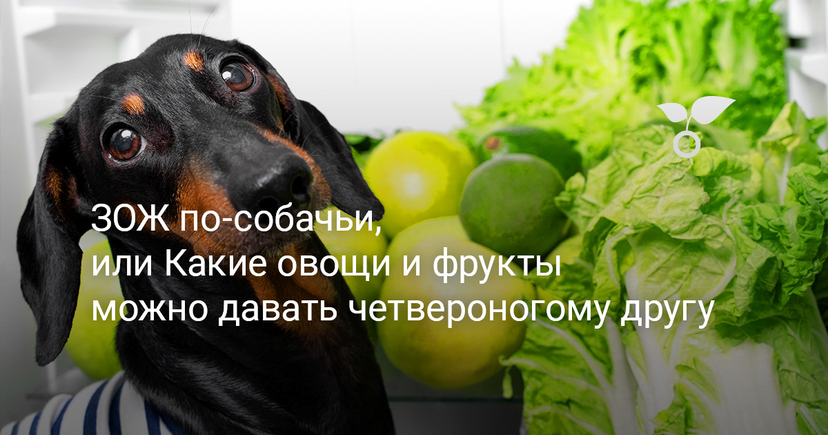 Можно собакам яблоки свежие. Овощи для собак. Щенок из Vegetable.