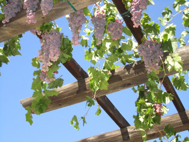 Пергола, увитая виноградной лозой, - это практически визитная карточка Прованса