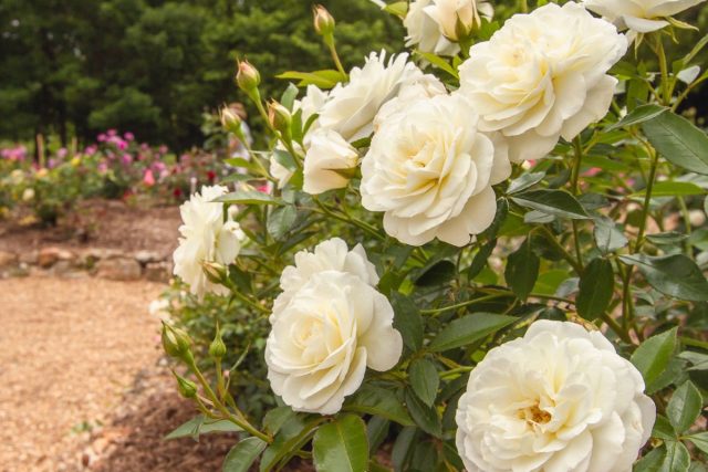 Белые розы подчеркнут легкость и воздушность вашего сада