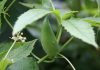 Cамая быстрорастущая и эффектная лиана в моем саду — личный опыт выращивания циклантеры