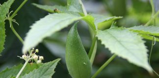 Cамая быстрорастущая и эффектная лиана в моем саду — личный опыт выращивания циклантеры