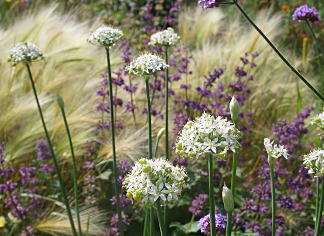 Белоснежные цветки лука чесночного образовали великолепное сочетание с фиолетовым шалфеем мутовчатым, ячменем гривастым и эшшольцией калифорнийской