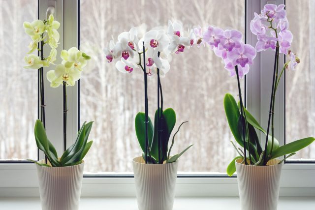 Большинство орхидей одобряет прохладу