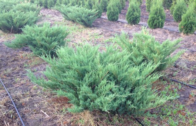 Можжевельник казацкий «Блю Донау» (Juniperus sabina 'Blaue Donau')