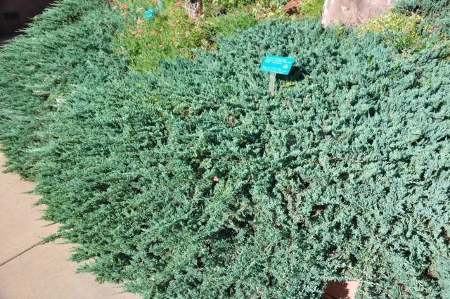 Можжевельник горизонтальный «Блю Чип» (Juniperus horizontalis 'Blue Chip')