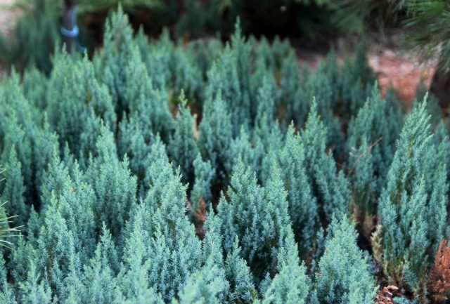 Можжевельник горизонтальный «Блю Форест» (Juniperus horizontalis 'Blue Forest')