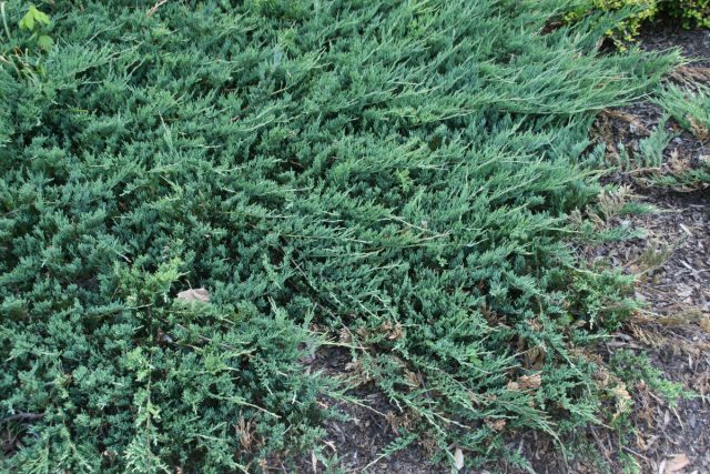 Можжевельник горизонтальный «Джейд Ривер» (Juniperus horizontalis 'Jade River')