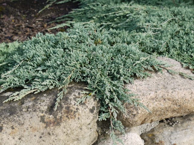 Можжевельник горизонтальный «Айси Блю» (Juniperus horizontalis 'Icee Blue')