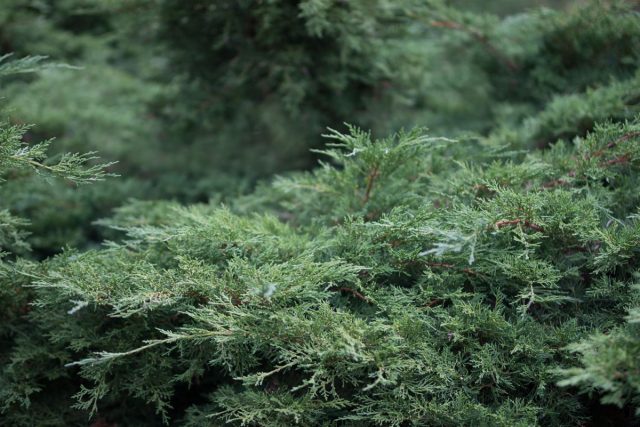 Можжевельник горизонтальный «Вилтони» (Juniperus horizontalis 'Wiltonii')