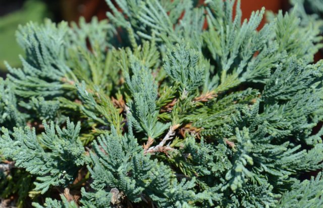 Можжевельник горизонтальный «Глаука» (Juniperus horizontalis 'Glauca')