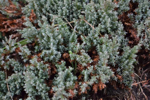 Можжевельник горизонтальный «Грей Перл» (Juniperus horizontalis 'Grey Pearl')