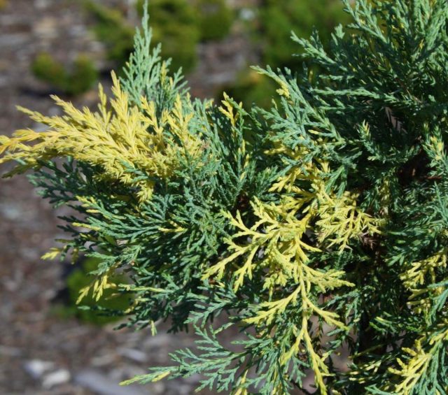 Можжевельник Пфитцера «Блю энд Голд» (Juniperus x pfitzeriana/media 'Blue and Gold')