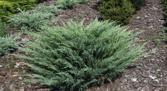 Можжевельник казацкий «Глаука» (Juniperus sabina 'Glauca')
