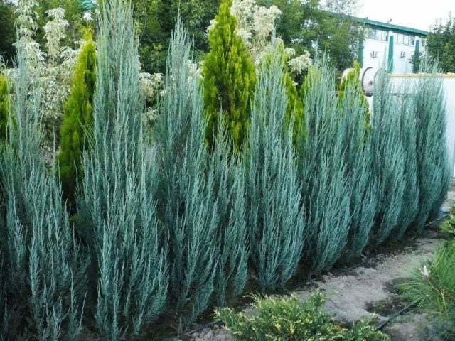 Можжевельник скальный «Блю Эрроу» (Juniperus scopulorum 'Blue Arrow')