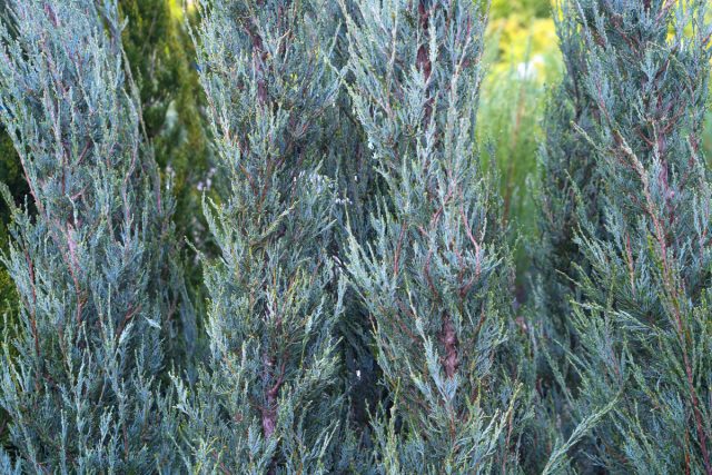 Можжевельник скальный «Скай Рокет» (Juniperus scopulorum 'Skyrocket')