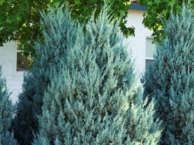 Можжевельник скальный «Вичита Блю» (Juniperus scopulorum 'Wichita Blue')