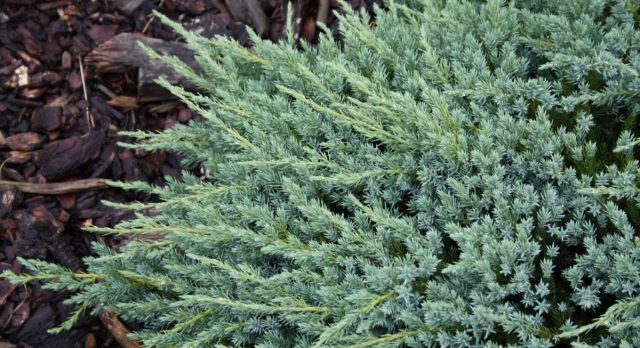 Можжевельник чешуйчатый «Блю Карпет» (Juniperus squamata 'Blue Carpet')
