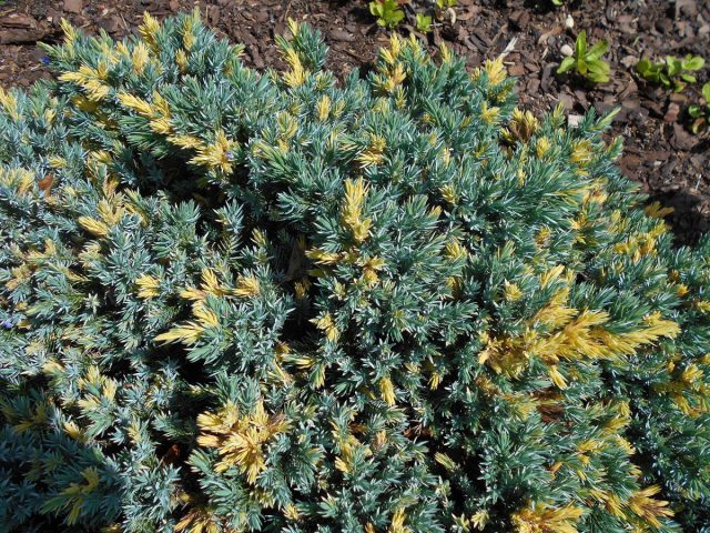Можжевельник чешуйчатый «Флорант» (Juniperus squamata 'Floreant')