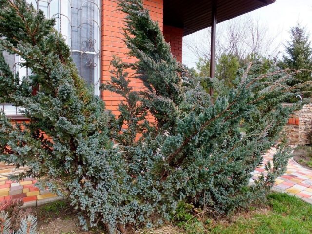 Можжевельник чешуйчатый «Мейери» (Juniperus squamata 'Meyeri')