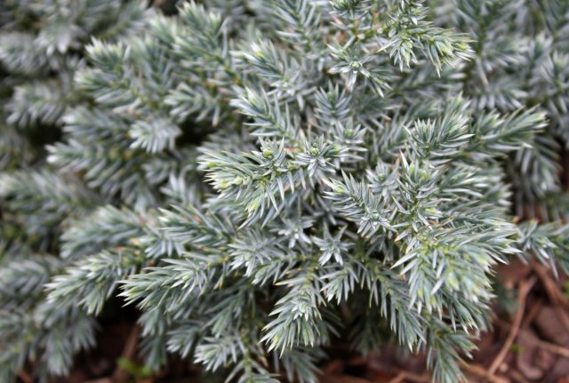 Можжевельник чешуйчатый «Ханнеторп» (Juniperus squamata 'Hunnetorp')