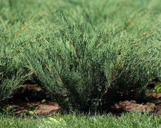 Можжевельник казацкий «Блю Спаркл» (Juniperus sabina 'Blue Sparkle')