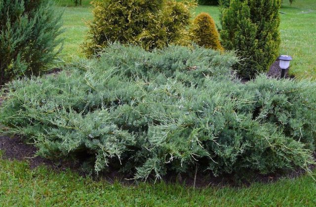 Можжевельник виргинский «Блю Клауд» (Juniperus virginiana 'Blue Cloud')