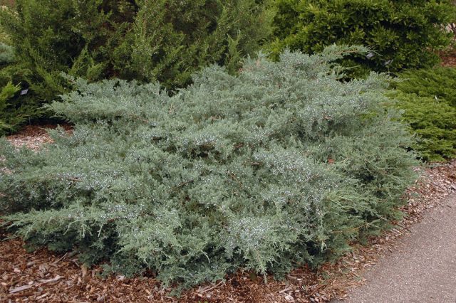 Можжевельник виргинский «Грей Оул» (Juniperus virginiana 'Grey Owl')