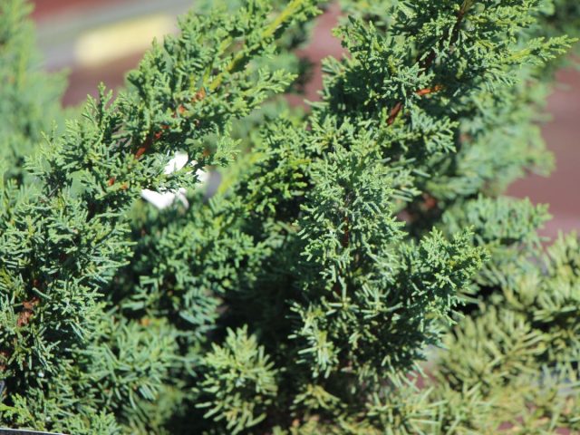Можжевельник китайский «Блаув» (Juniperus chinensis 'Blaauw')