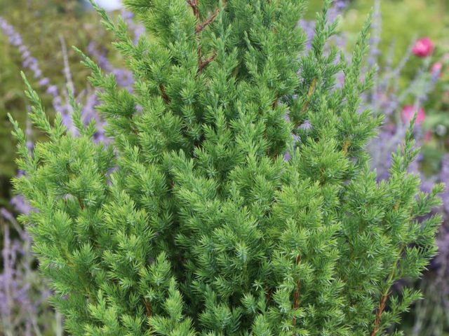 Можжевельник китайский «Стрикта» (Juniperus chinensis 'Stricta')