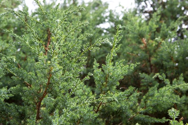 Можжевельник китайский «Блю Альпс» (Juniperus chinensis 'Blue Alps')