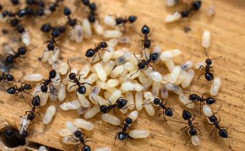 Как бороться с нашествием муравьев и не погубить полезных насекомых