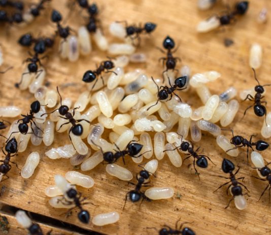 Как бороться с нашествием муравьев и не погубить полезных насекомых