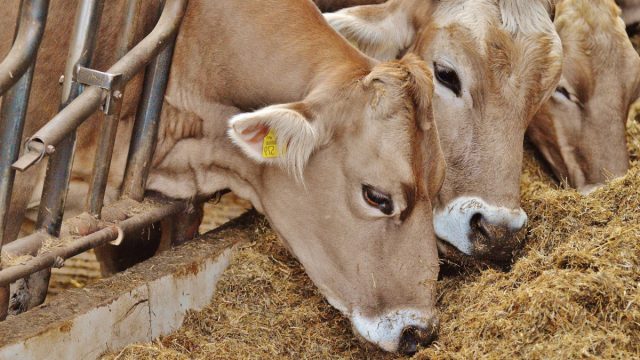 Начиная с 21 дня до отёла, в рационе коровы начинают постепенно увеличивать количество концентратов, доводя до 3-3,5 кг к отёлу.