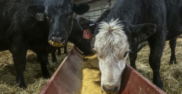 В период ранней стельности и до запуска корова особенно нуждается в белке, кальции и фосфоре, а также в витаминах A, D и E